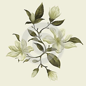 Beautiful botanical hand drawn vintage illustration. Magnolia branch