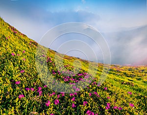 Beautiful botanical scenery. Foggy morning scene of Chornogora mountain range with Hoverla peak in the morning mist.