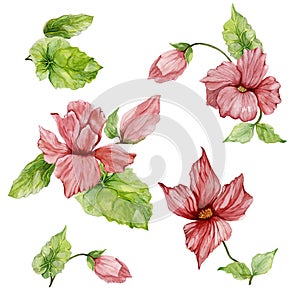 Beautiful botanical set with pink begonia flowers. Buds and leaves solated on white background. Watercolor painting.