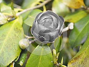 A beautiful boton of a camellia flower photo
