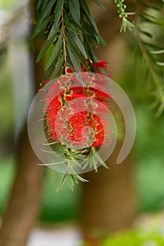 Beautiful bottlebush flower in Spring