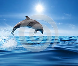 Beautiful bottlenose dolphin jumping out of sea with clear blue water on sunny day