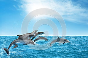 Beautiful bottlenose dolphins jumping out of sea with clear blue water on sunny day