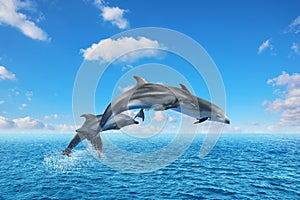 Beautiful bottlenose dolphins jumping out of sea with clear blue water on sunny day