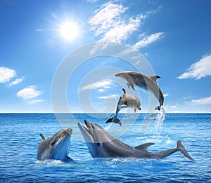 Beautiful bottlenose dolphins jumping out of sea with clear blue water on sunny day