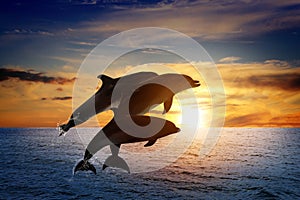 Beautiful bottlenose dolphins jumping out of sea at sunset
