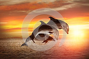 Beautiful bottlenose dolphins jumping out of sea at sunset