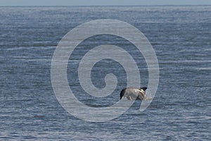 This beautiful bottlenosed dolphin is leaping out of the water in this image. His grey body is still shiny from the saltwater.