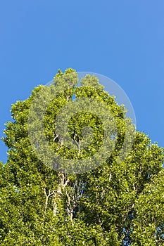 Beautiful bottom up view on tops of  tree on blue sky background.