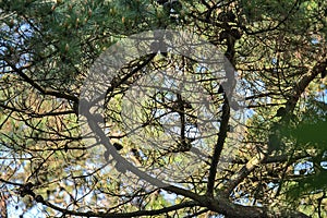 Beautiful bottom view of pine or fir branch with needles and many conifers Pinophyta seen in Howth Rhododendron Gardens, Dublin