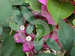 Beautiful bougainvillea