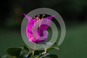 Beautiful pink bougainvillea close up.