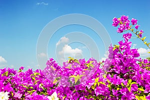 Beautiful bougainvillea flower on sunny sky