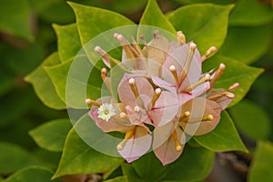 Beautiful Bougainvillea flowers bunch with orange pink petals and green leaves