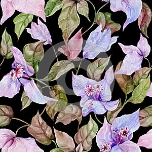 Beautiful bougainvillea flowers on climbing twigs on black background. Seamless floral pattern. Watercolor painting.