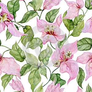Beautiful bougainvillea flowers on climbing twigs on white background. Seamless floral pattern. Watercolor painting.