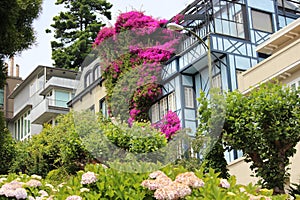 Beautiful Bougainvillea flowers at Lombard street