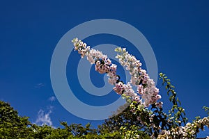 Beautiful bougainvillea flowers over blue sky