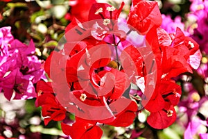 Beautiful bougainvillea flowers in Spring