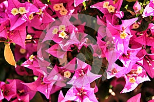 Beautiful bougainvillea flowers in Spring