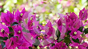Beautiful bougainvillea flowers on a twigs with green leaves on blurred background. Close up photo.