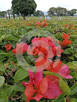Beautiful bougenville flower in Indonesia