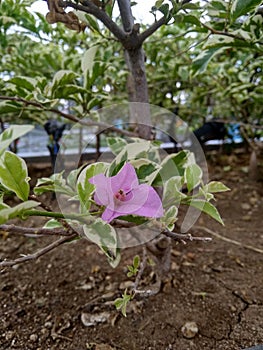 Beautiful Bougenville flowers plant and trees