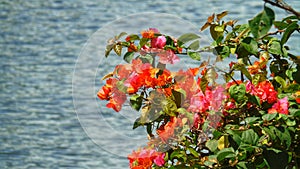 beautiful bougenville flowers on the riverbank