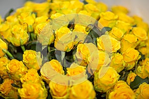 Beautiful bouqet with yellow rose flowers on a white background.