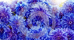 Beautiful bouquet of blue cornflowers background