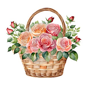 Beautiful bouquet of bright roses in a flower basket, isolated on white background