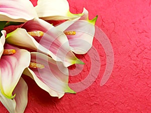 Beautiful bouquet of calla lily flowers on pink background photo