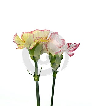 Beautiful bouquet of carnation flower isolated