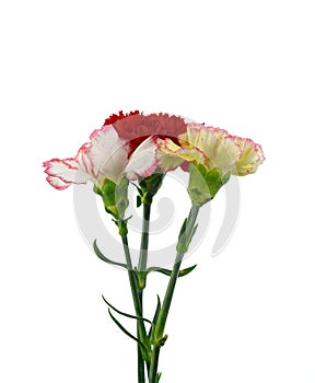 Beautiful bouquet of carnation flower isolated