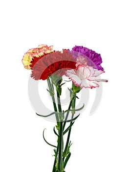 Beautiful bouquet of carnation flower isolated