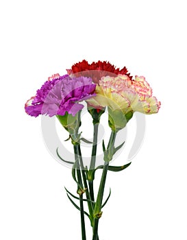 Beautiful bouquet of carnation flower isolated