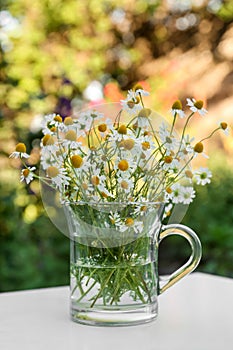 Beautiful bouquet of chamomiles in glass cup on white table outdoors