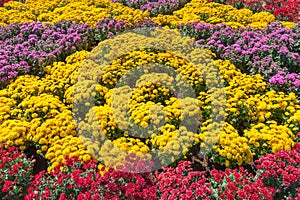 Beautiful bouquet of chrysanthemums outdoors, chrysanthemums Flower field blooming spring flowers season in the garden