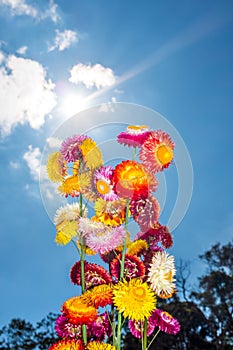 Beautiful bouquet of colorful dry straw flowers or everlasting w