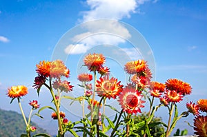 Beautiful bouquet of colorful dry straw flowers or everlasting w