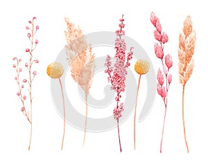 Beautiful bouquet composition with watercolor herbarium wild dried grass in pink and yellow colors. Stock illustration.