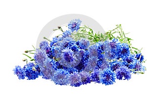 Beautiful bouquet of cornflowers isolated on white background