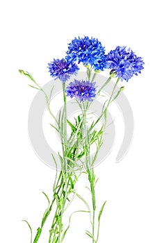 Beautiful bouquet of cornflowers isolated on white background