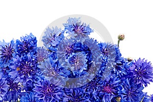 Beautiful bouquet of cornflowers isolated on white background