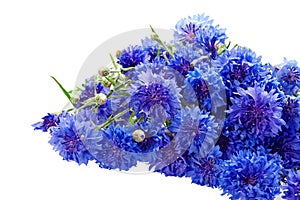 Beautiful bouquet of cornflowers isolated on white background