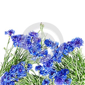 Beautiful bouquet of cornflowers isolated on white background