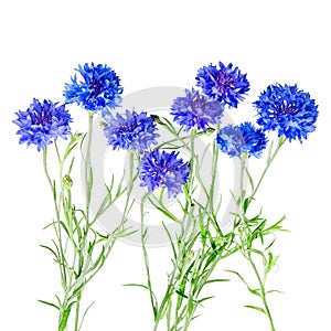 Beautiful bouquet of cornflowers isolated on white background