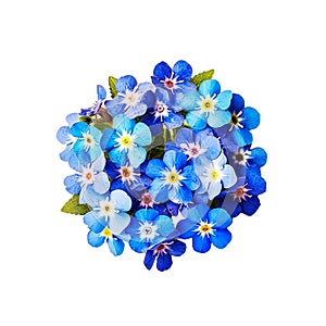 beautiful bouquet of delicate modest blue forget-me-nots, isolated, spring gift element, women\'s day gift