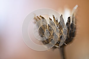 Dried thistles plant in a vase used as an interior decoration of a home with a nice painting in the background.