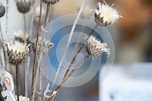 Dried thistles plant in a vase used as an interior decoration of a home with a nice painting in the background.